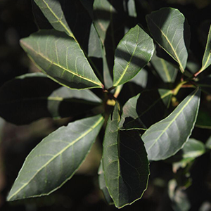 Organická yerba mate - proč je lepší než obyčejná?