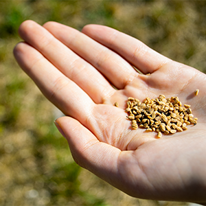 Lze yerba maté pěstovat v květináči? Několik zajímavostí o plodech, semenech a pěstování cesmíny lékařské