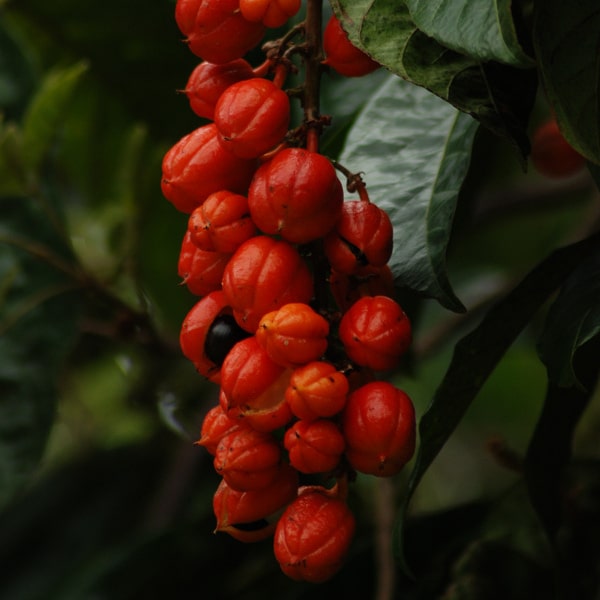 Guarana - povzbuzující příbuzný yerba maté